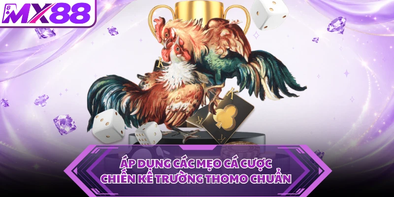 Áp dụng các mẹo cá cược chiến kê trường Thomo chuẩn