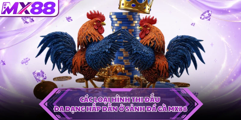 Các loại hình thi đấu đa dạng hấp dẫn ở sảnh đá gà MX88