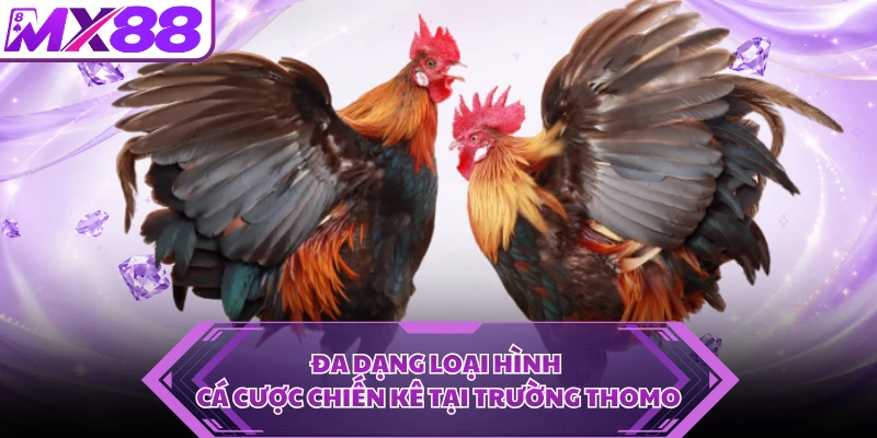 Đa dạng loại hình cá cược chiến kê tại trường Thomo