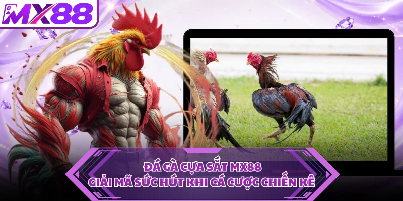 Đá Gà Cựa Sắt MX88 - Giải Mã Sức Hút Khi Cá Cược Chiến Kê