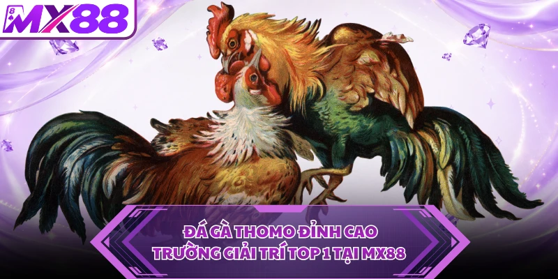 Đá Gà Thomo Đỉnh Cao - Trường Giải Trí Top 1 Tại MX88