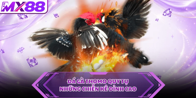 Đá gà Thomo quy tụ những chiến kê đỉnh cao