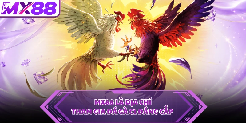 MX88 là địa chỉ tham gia đá gà C1 đẳng cấp